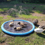 Kids & Dog Anti-Slip Splash Pad Water Sprinkler - Dog Paddling Pool - Image 15