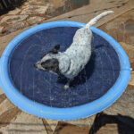 Kids & Dog Anti-Slip Splash Pad Water Sprinkler - Dog Paddling Pool - Image 14